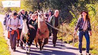 Zwei Lamas begleiten die Klimapilgernden