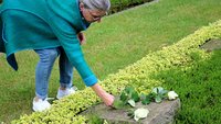 Eine Frau legt eine weiße Rose ab