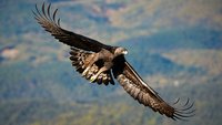 Adler mit ausgebreiteten Schwingen