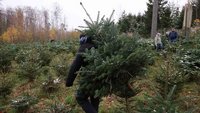 Ein Weihnachtsbaum, der selbst geschlagen wurde