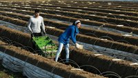 Zwei Personen auf einem Feld stechen Spargel