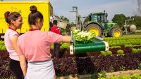 Frauen bei der Ernte von Kopfsalat