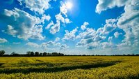 Rapsfeld unter blauem Himmel