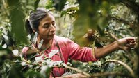 Kaffeeernte in Peru