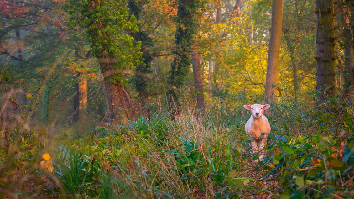 Ein einzelnes Schaf im Wald