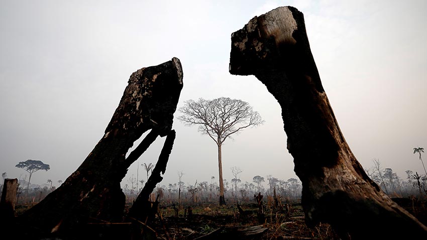 Verbrannte Bäume im Amazonas-Gebiet