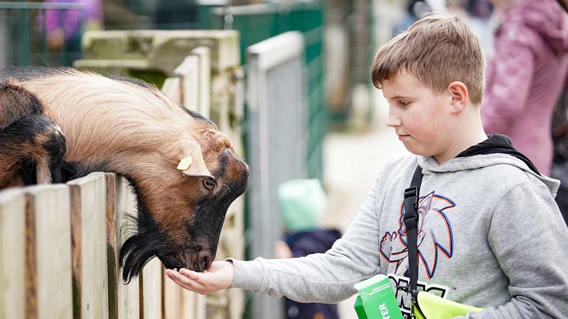 Ein Junge füttert eine Ziege im Streichelzoo.