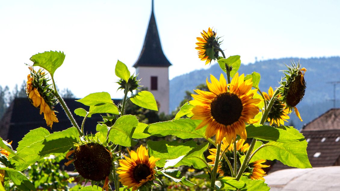 Sonnenblumen vor einer Kirche.